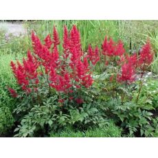 Astilbe × arendsii 'Rotlicht' - astilba arendsova 'Rotlicht'