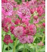 Astrantia major 'Queens Children' - jarmanka väčšia 'Queens Children'