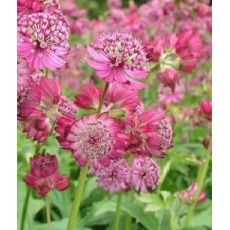 Astrantia major 'Queens Children' - jarmanka väčšia 'Queens Children'