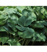 Hosta 'Big Daddy' - funkia 'Big Daddy'