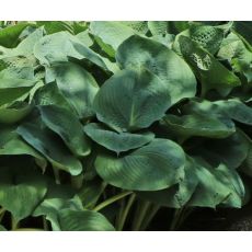 Hosta 'Big Daddy' - funkia 'Big Daddy'