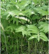 Polygonatum commutatum - kokorík