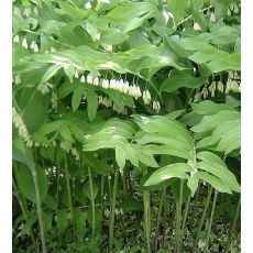 Polygonatum commutatum - kokorík
