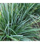 Sesleria heufleriana - ostrevka dlhosteblová