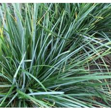 Sesleria heufleriana - ostrevka dlhosteblová
