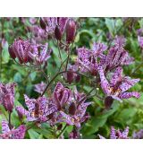 Tricyrtis formosana