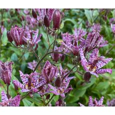 Tricyrtis formosana