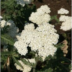 Achillea filipendulina 'Heinrich Vogeler' - rebríček túžobníkový 'Heinrich Vogeler'