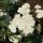 Achillea filipendulina 'Heinrich Vogeler' - rebríček túžobníkový 'Heinrich Vogeler'