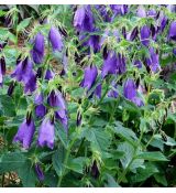 Campanula punctata 'Sarastro' - zvonček bodkovaný 'Sarastro'
