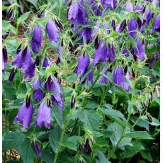 Campanula punctata 'Sarastro' - zvonček bodkovaný 'Sarastro'