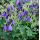 Campanula punctata 'Sarastro' - zvonček bodkovaný 'Sarastro'