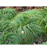 Carex caryophyllea 'The Beatles' - ostrica 'The Beatles'