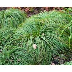 Carex caryophyllea 'The Beatles' - ostrica 'The Beatles'