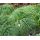 Carex caryophyllea 'The Beatles' - ostrica 'The Beatles'