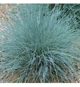 Festuca glauca 'Azurit' - kostrava sivá 'Azurit'