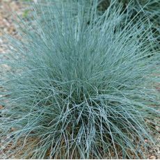 Festuca glauca 'Azurit' - kostrava sivá 'Azurit'