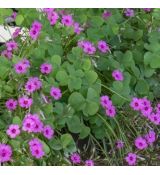Oxalis articulata var. rubra - kyslička