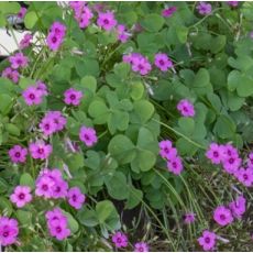 Oxalis articulata var. rubra - kyslička