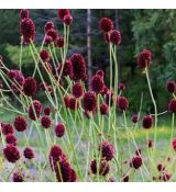 Sanguisorba officinalis 'Tanna' - krvavec lekársky 'Tanna'
