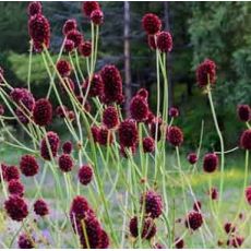 Sanguisorba officinalis 'Tanna' - krvavec lekársky 'Tanna'
