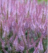 Veronicastrum virginicum 'Adoration' - veronika viržínska 'Adoration'