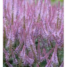 Veronicastrum virginicum 'Adoration' - veronika viržínska 'Adoration'