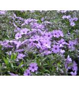 Phlox subulata 'Purple Beauty' - flox šidlolistý 'Purple Beauty'