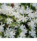Phlox subulata 'Snowflake' - flox šidlolistý 'Snowflake'