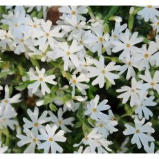 Phlox subulata 'Snowflake' - flox šidlolistý 'Snowflake'