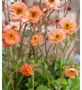 Geum × hybrida 'Mai Tai' - kuklík  'Mai Tai'
