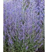 Perovskia atriplicifolia 'Jelena'