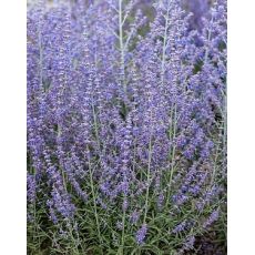 Perovskia atriplicifolia 'Jelena'