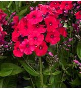 Phlox paniculata 'Red Riding Hood' - flox metlinatý 'Red Riding Hood'
