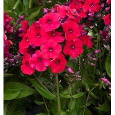 Phlox paniculata 'Red Riding Hood' - flox metlinatý 'Red Riding Hood'