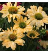 Echinacea × hybrida 'Aloha' - echinacea 'Aloha'