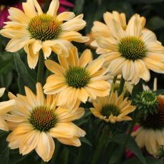 Echinacea × hybrida 'Aloha' - echinacea 'Aloha'