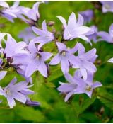 Campanula lactiflora 'Senior' - zvonček  'Senior'