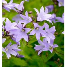 Campanula lactiflora 'Senior' - zvonček  'Senior'