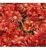 Delosperma 'Sundella Flame'