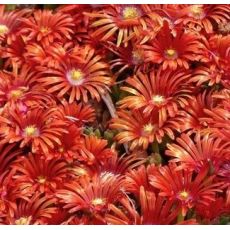 Delosperma 'Sundella Flame'