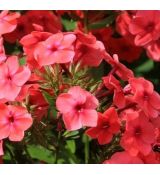Phlox paniculata 'Flame Watermelon' - flox metlinatý 'Flame Watermelon'
