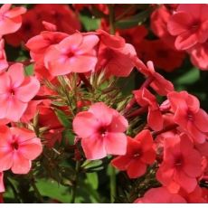 Phlox paniculata 'Flame Watermelon' - flox metlinatý 'Flame Watermelon'