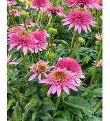 Echinacea × hybrida 'Butterfly Kisses' - echinacea 'Butterfly Kisses'
