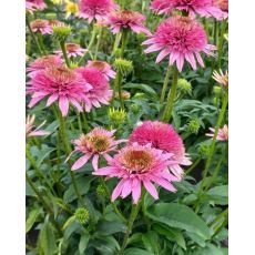 Echinacea × hybrida 'Butterfly Kisses' - echinacea 'Butterfly Kisses'