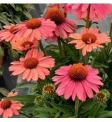 Echinacea × hybrida 'Meditation Cerise' - echinacea 'Meditation Cerise'