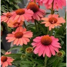 Echinacea × hybrida 'Meditation Cerise' - echinacea 'Meditation Cerise'