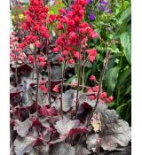 Heuchera × hybrida 'Black Forest Cake'