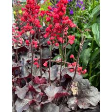 Heuchera × hybrida 'Black Forest Cake'