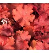 Heuchera × hybrida 'Fire Alarm'